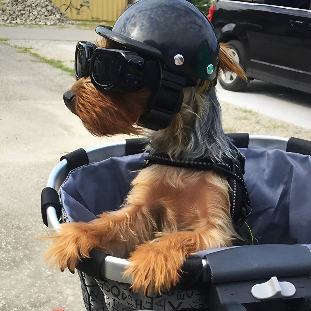 Skanto | Motorsykkelhjelm og briller for hunder – Trendy og trygt