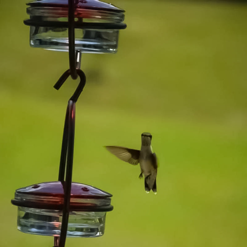 Skanto | Enkel Kolibri Vannedispenser Laget av Metall