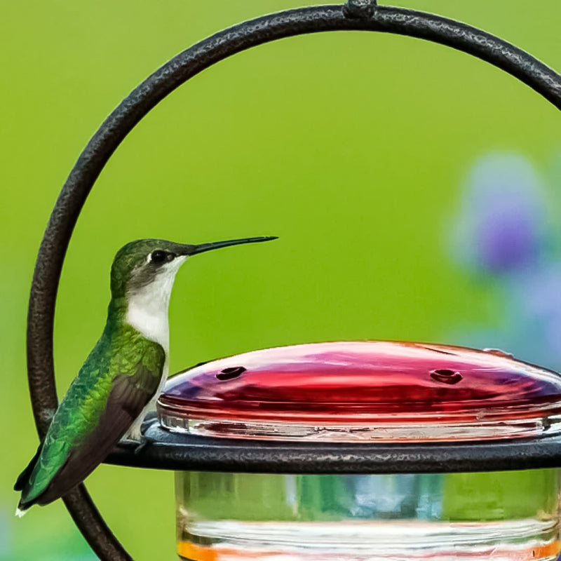 Skanto | Enkel Kolibri Vannedispenser Laget av Metall