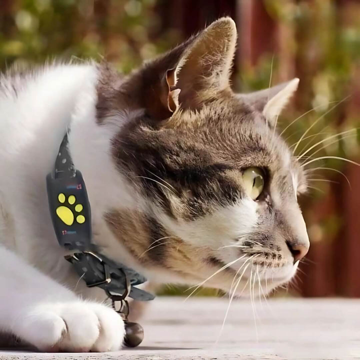 Skanto | #1 Finn GPS Katt Tracker med Sanntidsplassering, Vanntett Design, og Aktivitetsovervåking for Kæledyrssikkerhet og Sporing