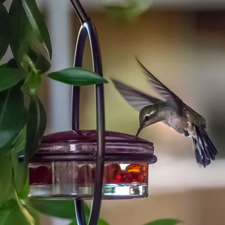 Skanto | Enkel Kolibri Vannedispenser Laget av Metall