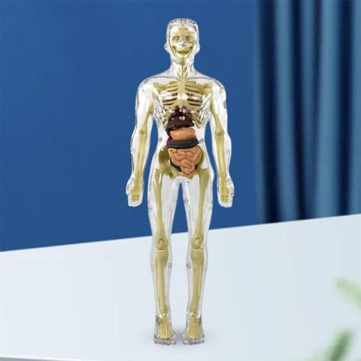Skanto | 3D menneskekropp torso-modell for barn anatomi modell skjelett