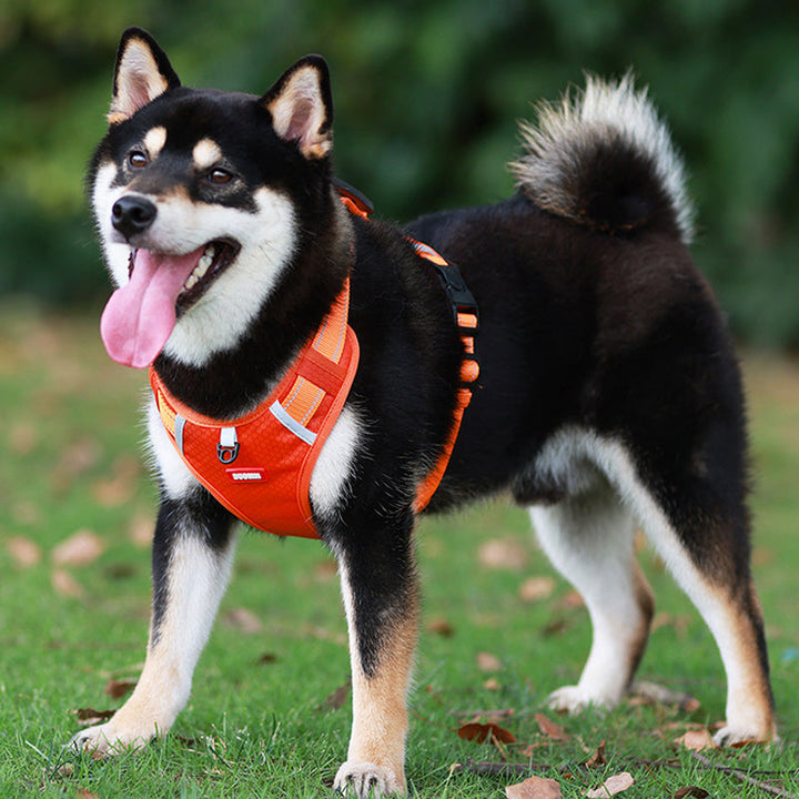 Skanto | Reflekterende Hundesele