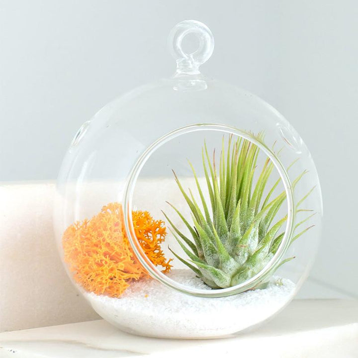 Skanto | Hengende Glass Urtepotter