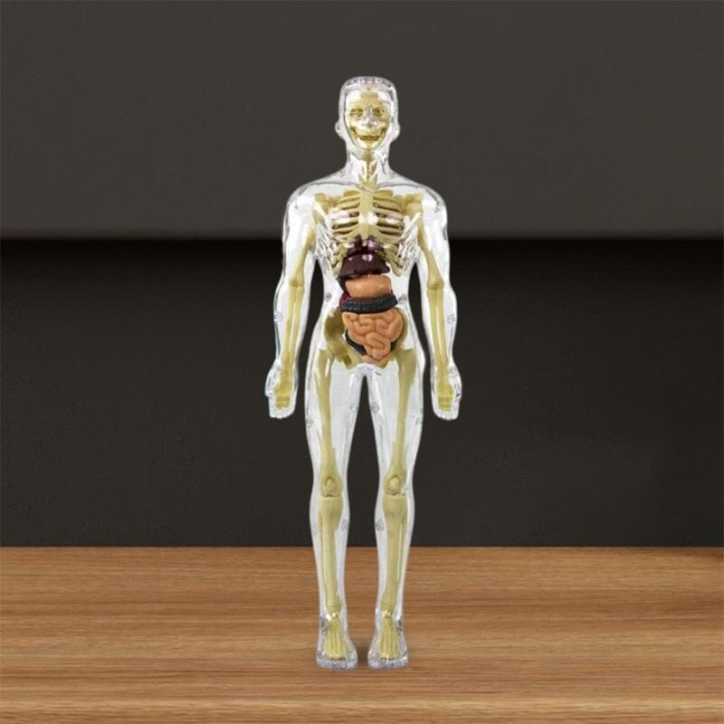 Skanto | 3D menneskekropp torso-modell for barn anatomi modell skjelett