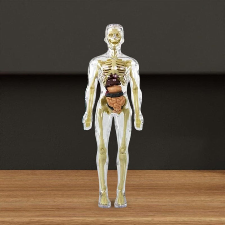 Skanto | 3D menneskekropp torso-modell for barn anatomi modell skjelett