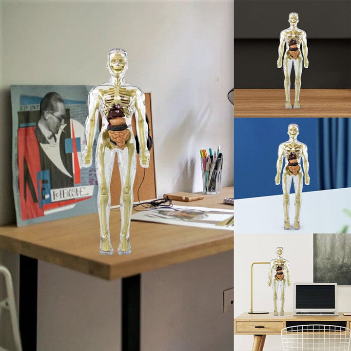 Skanto | 3D menneskekropp torso-modell for barn anatomi modell skjelett