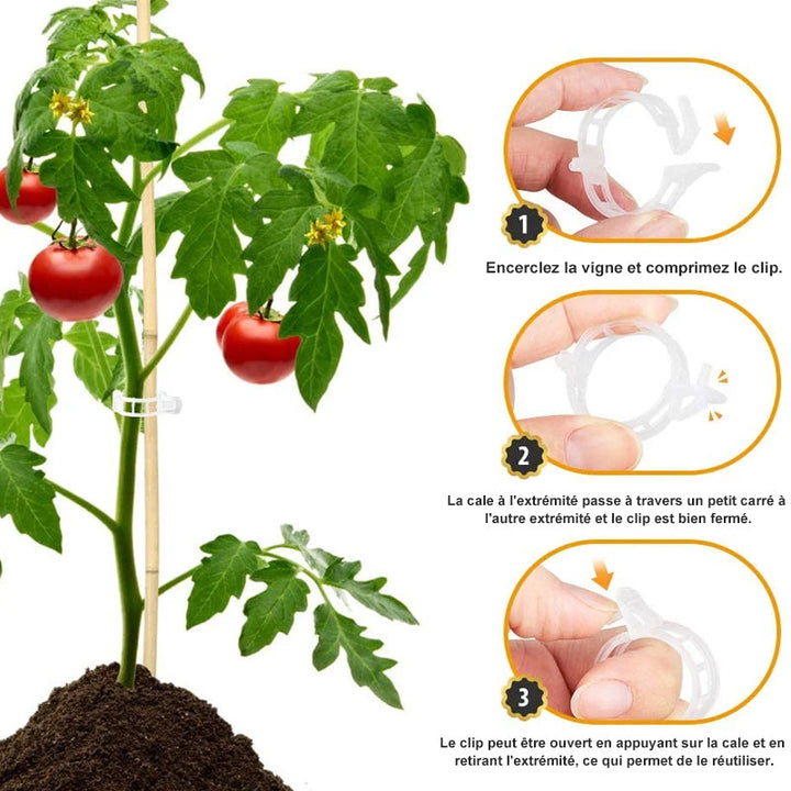 Plante støtteklipp | Skanto