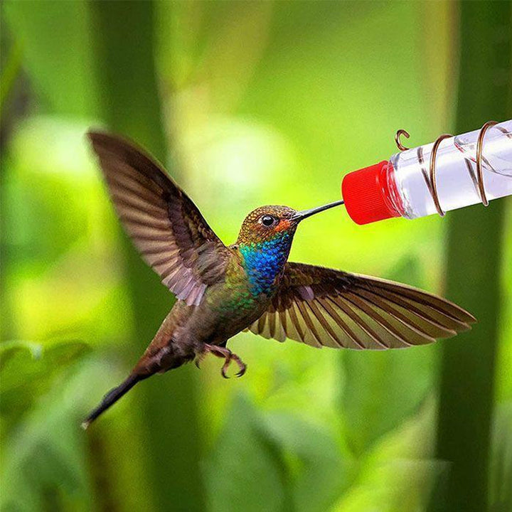 Skanto | Vindu Kolibri Fugl Mater