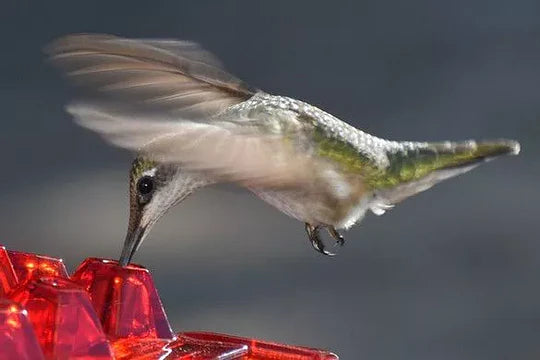 Skanto | Ant Proof Kolibri Fuglmatingsautomat Utendørs Hengende Påle
