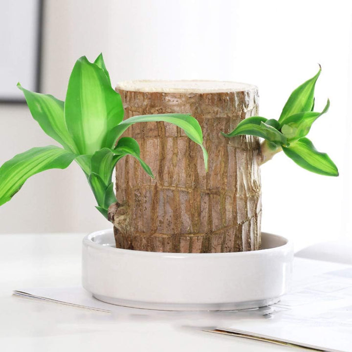 Skanto | Lucky Brazil Wood Potted Plant