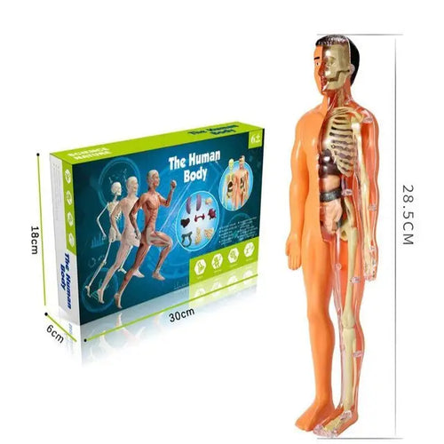 Skanto | Anatomi Eventyr: Barne-Størrelse Menneskelig Modell