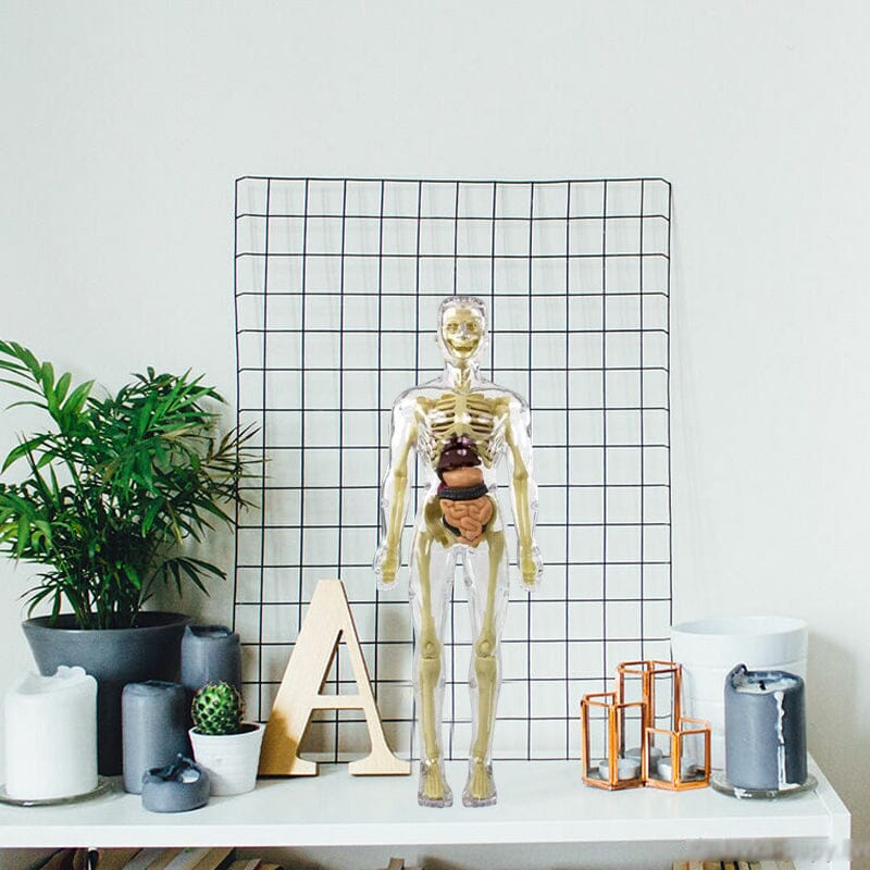 Skanto | 3D menneskekropp torso-modell for barn anatomi modell skjelett
