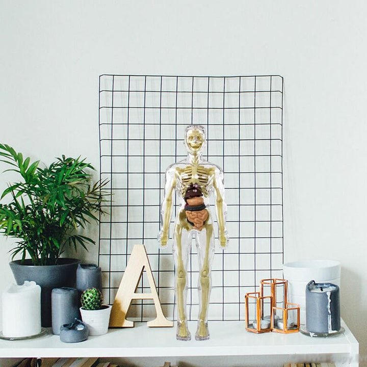 Skanto | 3D menneskekropp torso-modell for barn anatomi modell skjelett