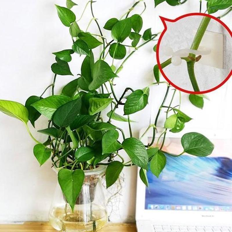 Veggstifter for klatreplanter (30 stykker) | Skanto