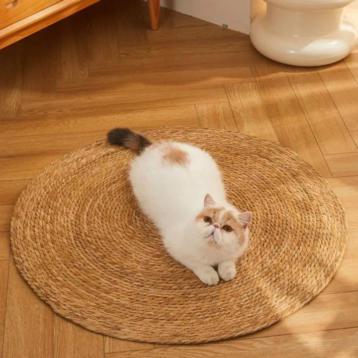 Skanto | KrazeLuxe Matt — Endelig fred fra kløe-kaos og den favorittplassen for katten din