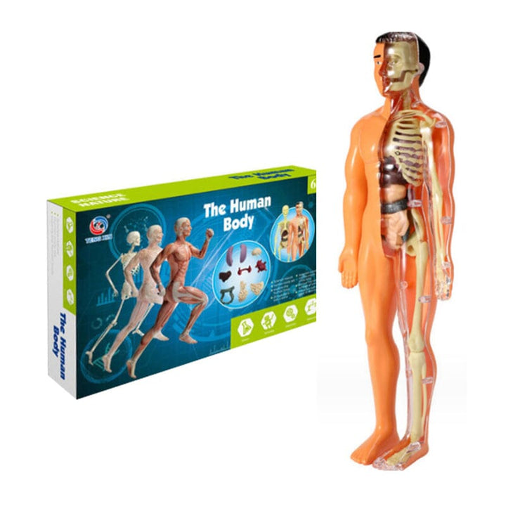 Skanto | 3D menneskekropp torso-modell for barn anatomi modell skjelett