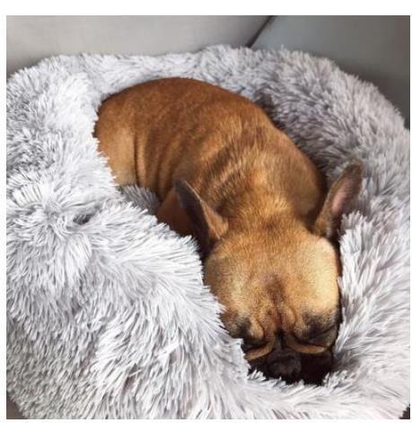Custom Box Pet Bed | Skanto