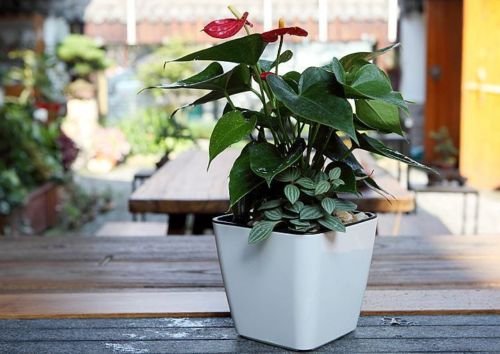 Skanto | Blomsterkrukke med irrigasjonssystem – Selvvannende plantekrukke for innendørs og utendørs bruk