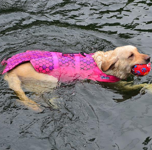 Skanto | Som En Fisk Flytevest For Hunder