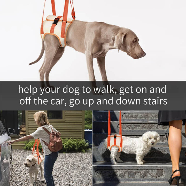 Skanto | Dog Support Lift Harness for ACL Rehab & Arthritis