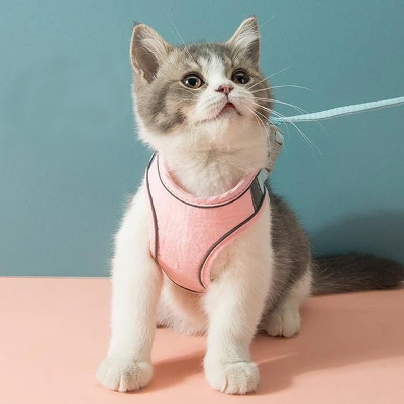 Skanto | Katt Vest Sel og Bånd Sett