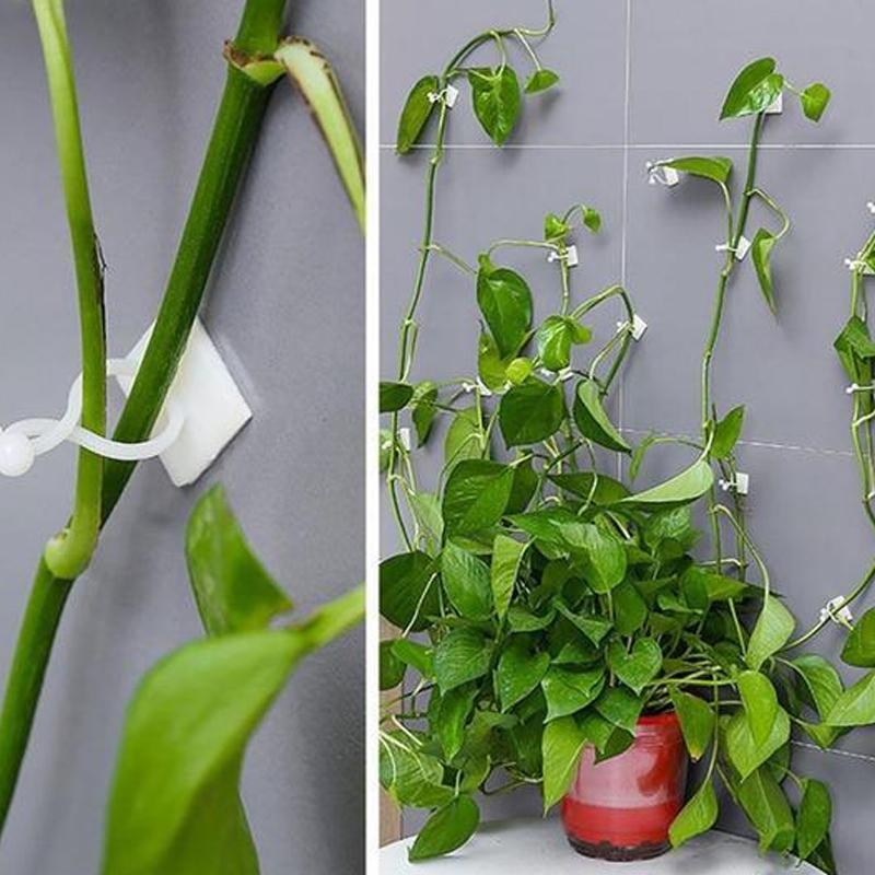 Veggstifter for klatreplanter (30 stykker) | Skanto