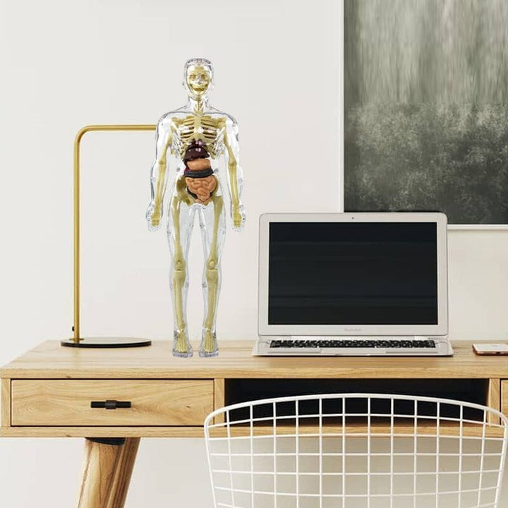 Skanto | 3D menneskekropp torso-modell for barn anatomi modell skjelett