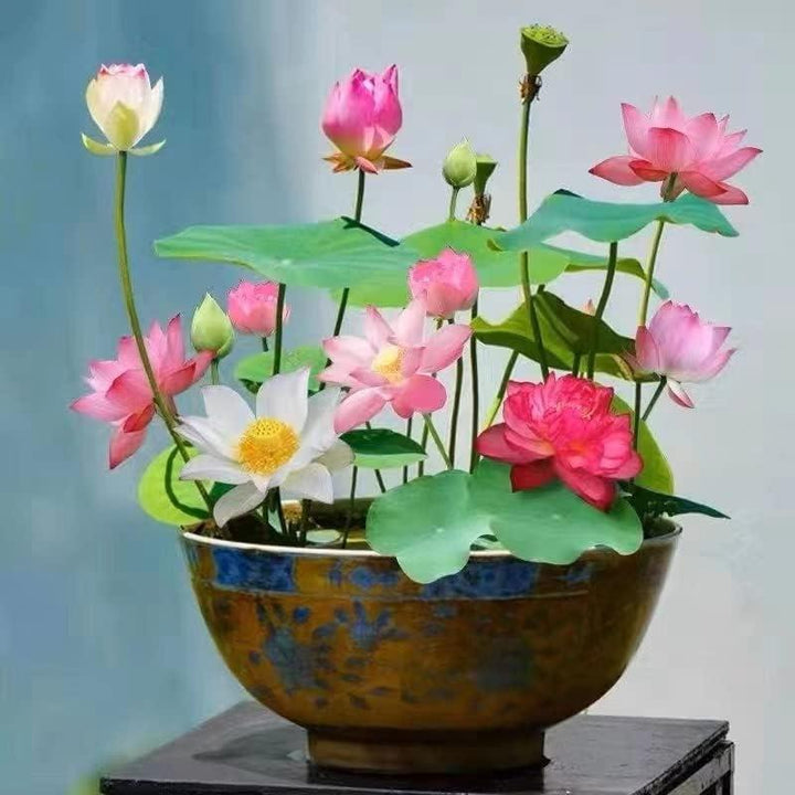 Skanto | Lotusblumen-Samen | Wasserbonsai für Teich und Balkon