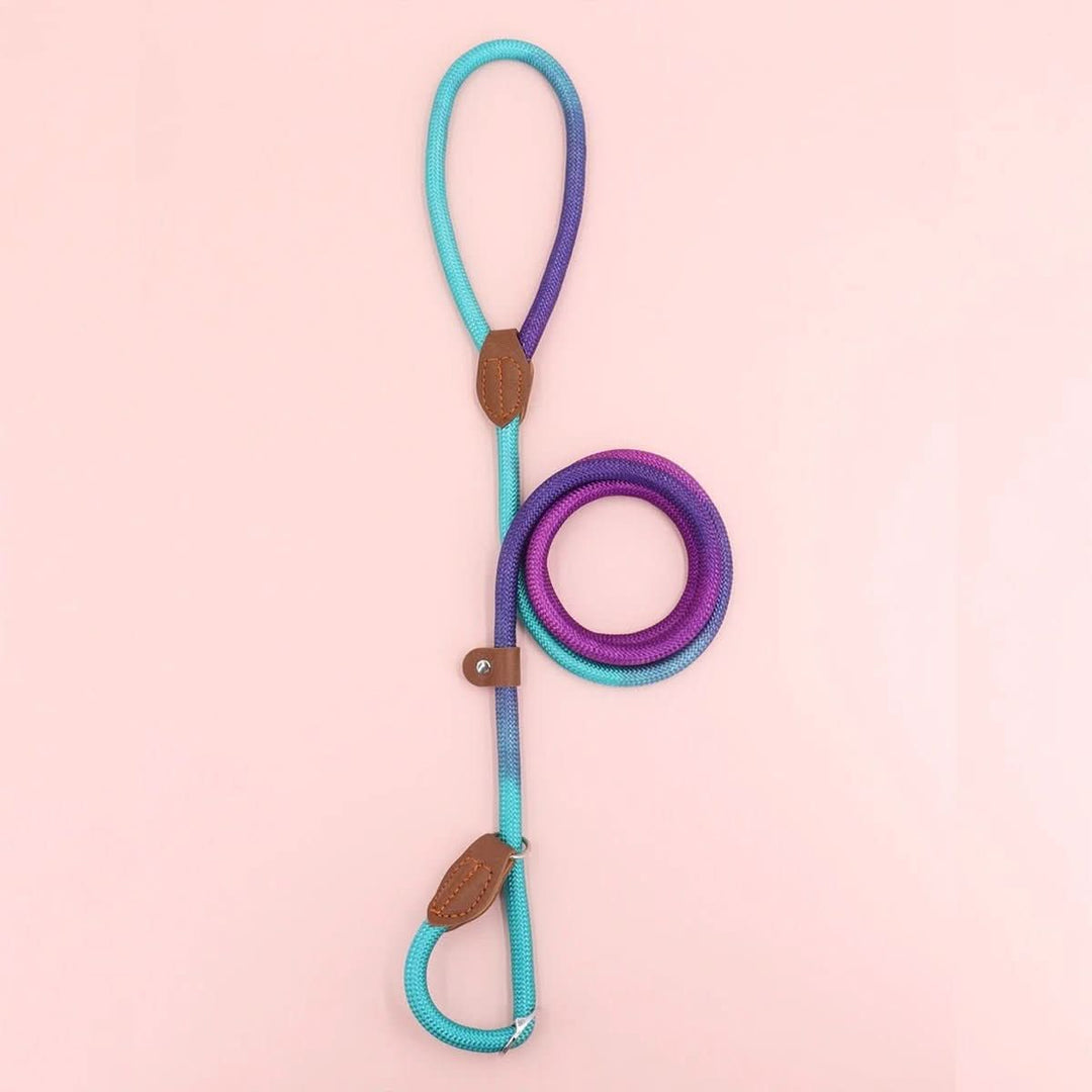 Skanto | CLÉMENTINE BÅND – Farget hundebånd for stilige turer med komfort