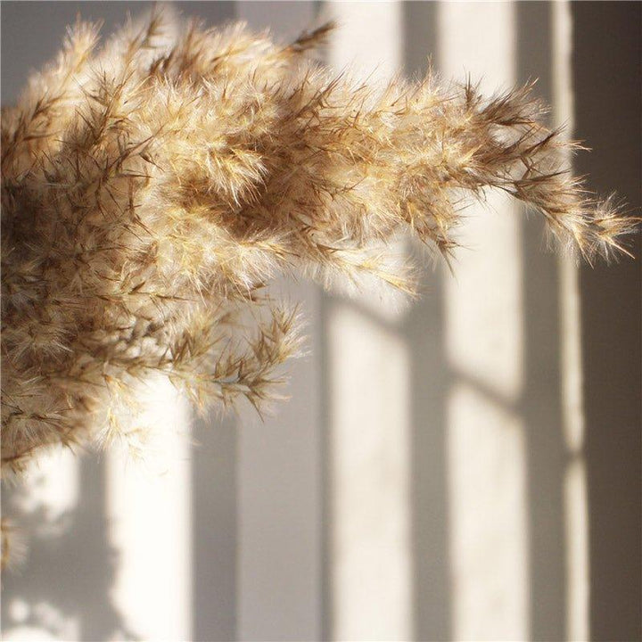 Skanto | 60 cm naturlig, ekte, brunt-beige tørket pampasgress bukett │ fluffy fjær for moderne boho hjemmeinnredning