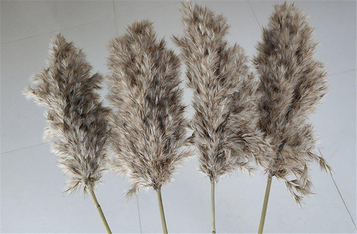 Skanto | 60 cm naturlig, ekte, brunt-beige tørket pampasgress bukett │ fluffy fjær for moderne boho hjemmeinnredning