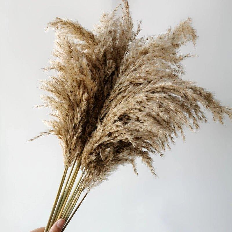 60 cm naturlig, ect, brun-beige tørketrommel Pampasgress-buket │ luftig fjær for moderne Boho-husdekorasjon