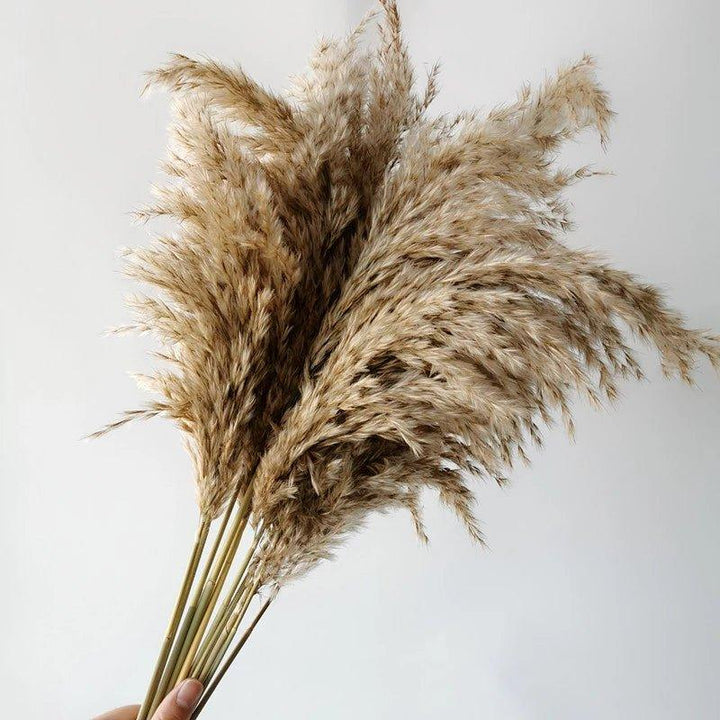 Skanto | 60 cm naturlig, ekte, brunt-beige tørket pampasgress bukett │ fluffy fjær for moderne boho hjemmeinnredning