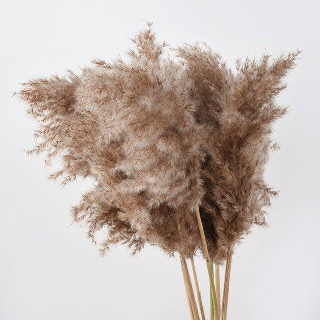 Skanto | 60 cm naturlig, ekte, brunt-beige tørket pampasgress bukett │ fluffy fjær for moderne boho hjemmeinnredning