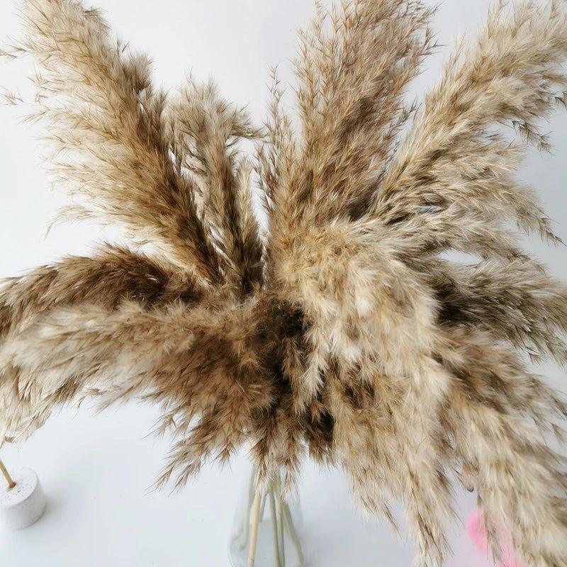Skanto | 60 cm naturlig, ekte, brunt-beige tørket pampasgress bukett │ fluffy fjær for moderne boho hjemmeinnredning