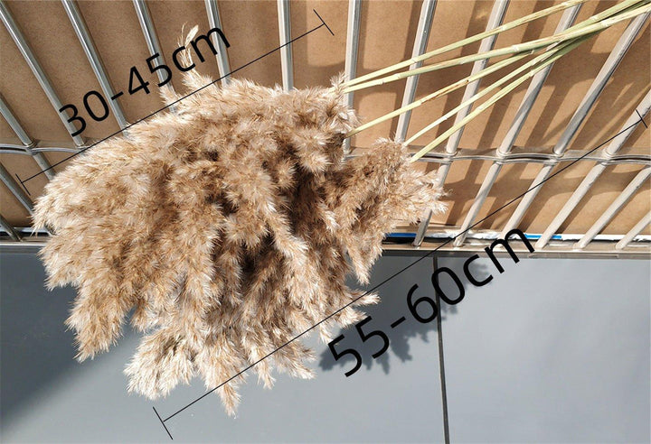 Skanto | 60 cm naturlig, ekte, brunt-beige tørket pampasgress bukett │ fluffy fjær for moderne boho hjemmeinnredning