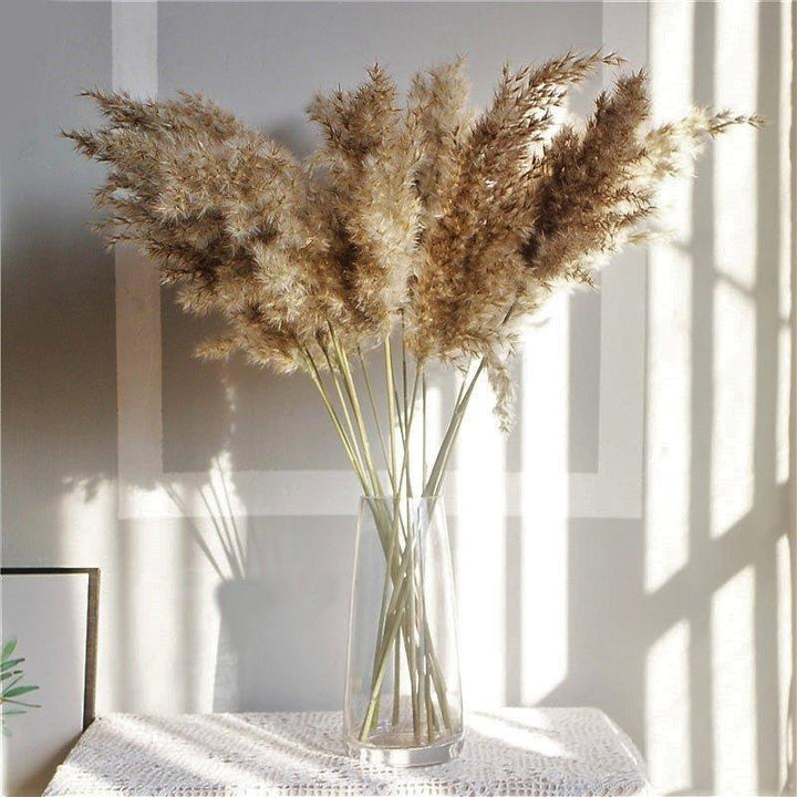 Skanto | 60 cm naturlig, ekte, brunt-beige tørket pampasgress bukett │ fluffy fjær for moderne boho hjemmeinnredning