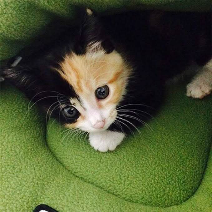 Skanto | COZYDEN - Hideaway Cave Pet Bed