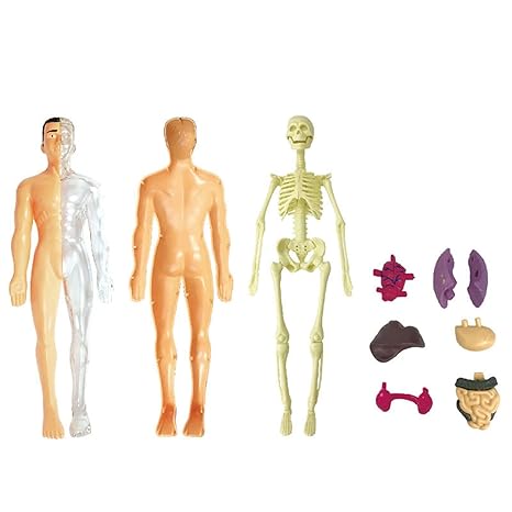 Pedagogisk anatomisk modell for barn Skanto