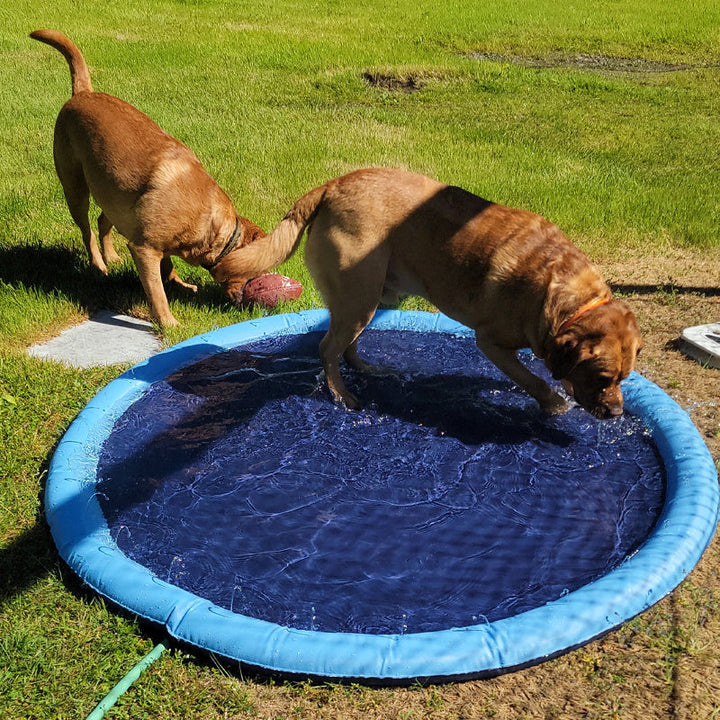 Skanto | Hund Sprinkler Basseng 59''x59''
