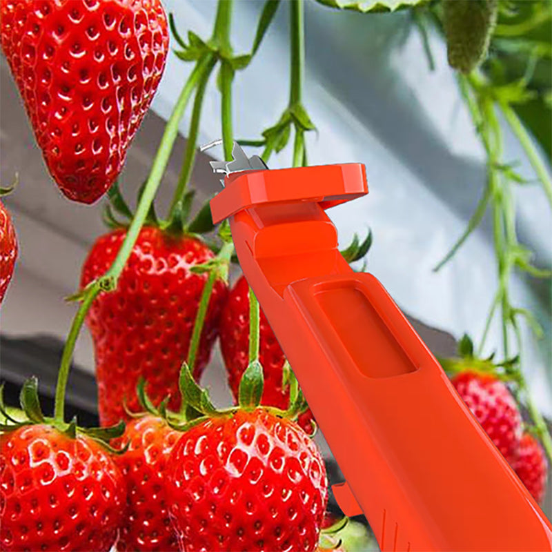 Effektive paprika plukking verktøy | Skanto
