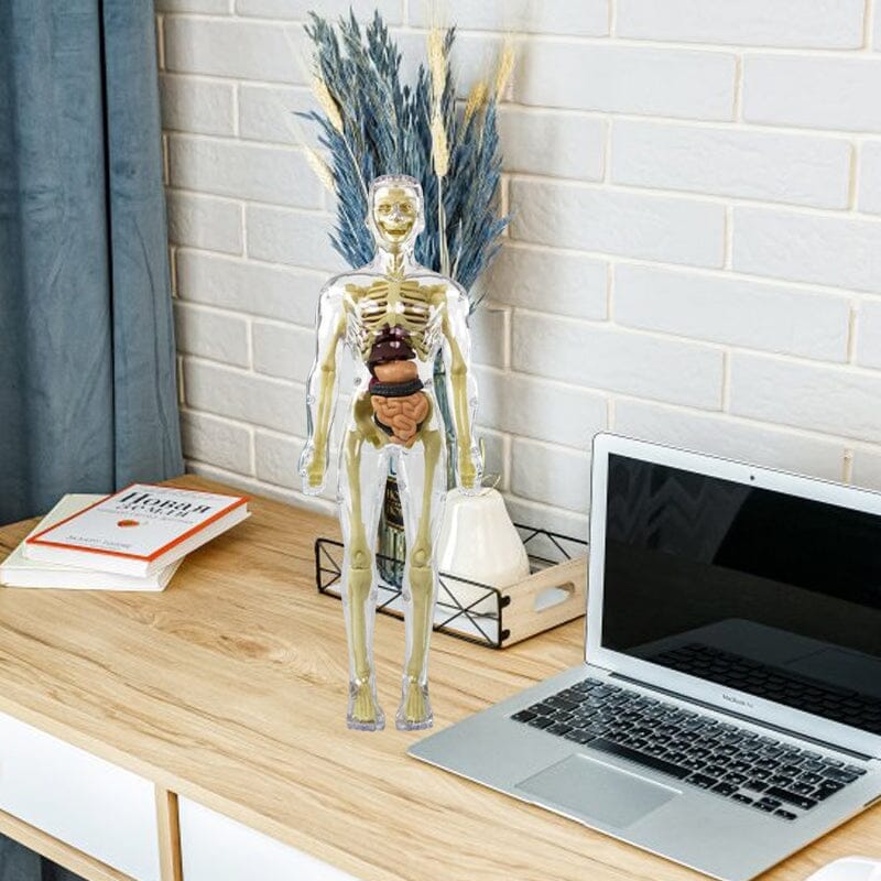 Skanto | 3D menneskekropp torso-modell for barn anatomi modell skjelett