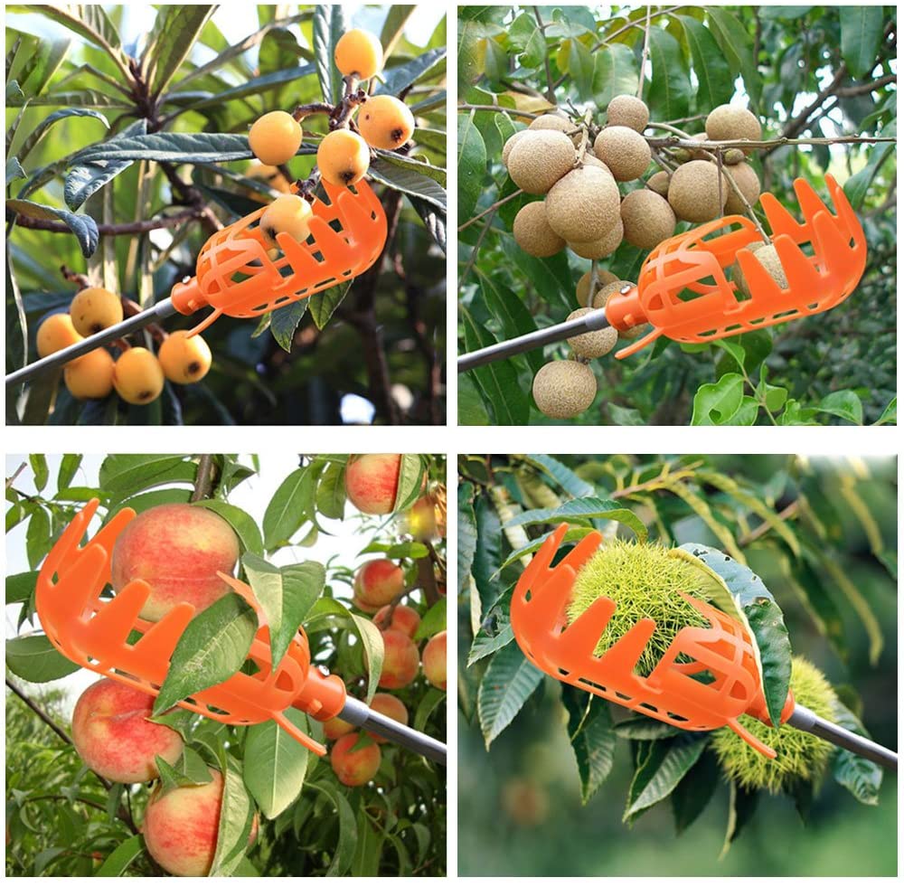 Fruktplukker | Skanto