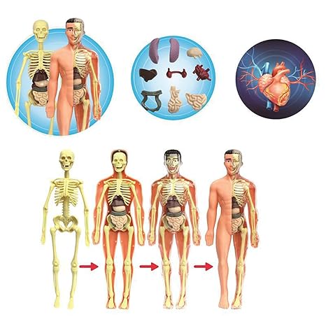 Pedagogisk anatomisk modell for barn Skanto
