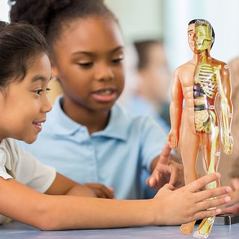 Pedagogisk anatomisk modell for barn Skanto