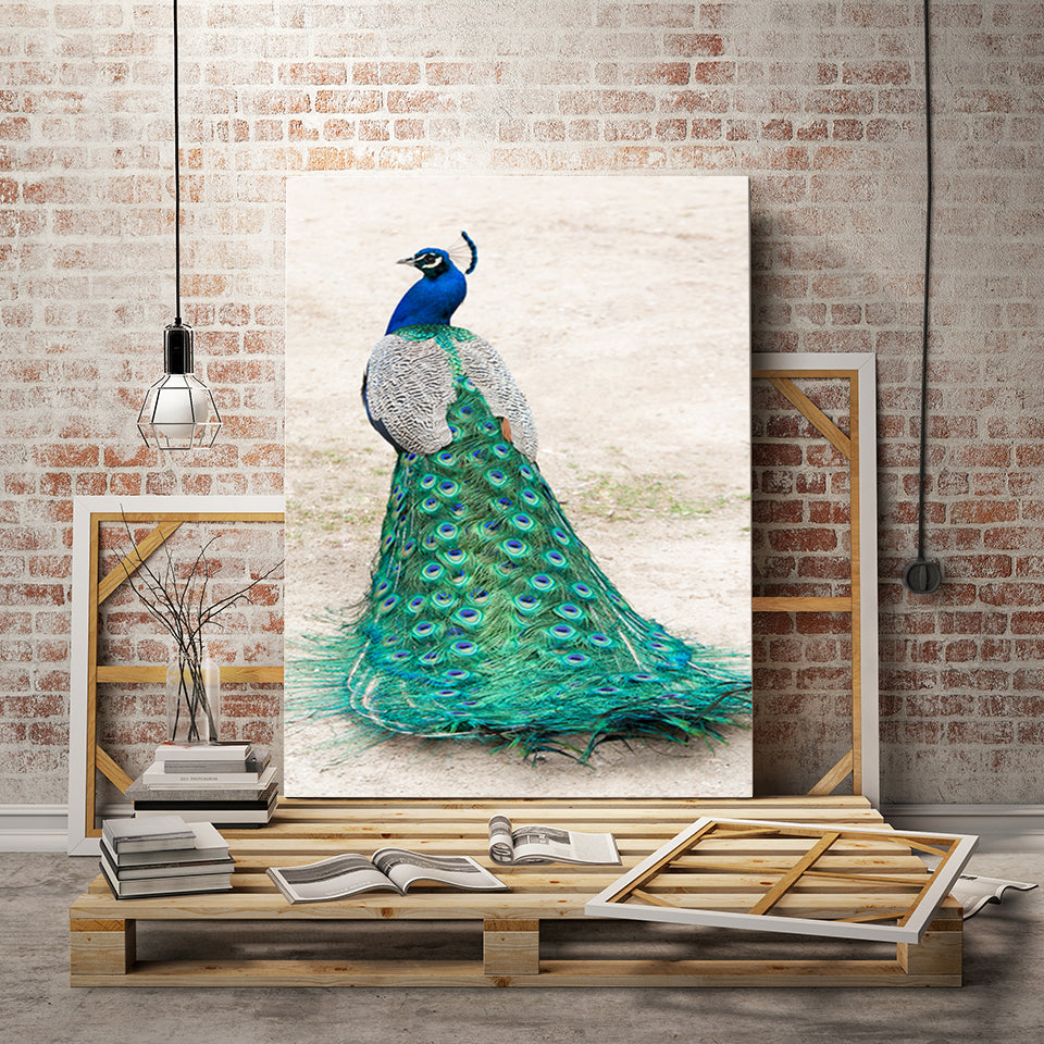 Elegant påfugl i skjørt – lerretbilde