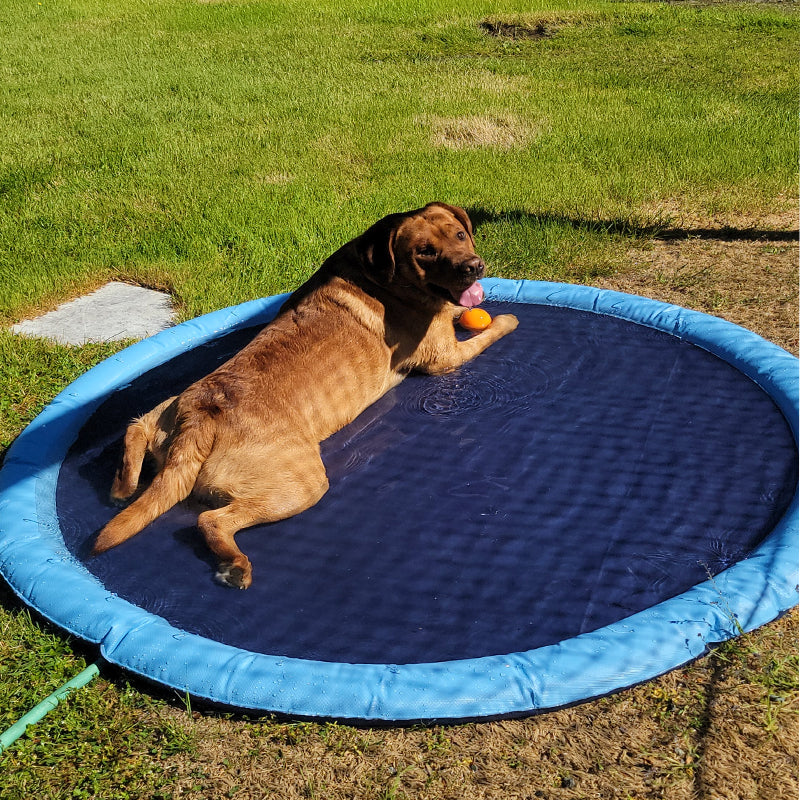 Skanto | Hund Sprinkler Basseng 59''x59''