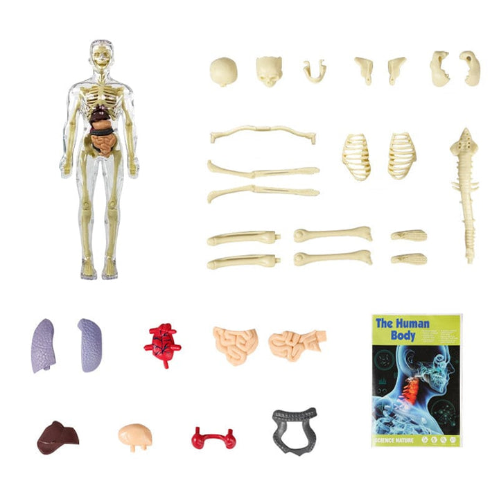 Skanto | 3D menneskekropp torso-modell for barn anatomi modell skjelett