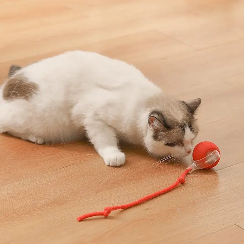 Skanto | Interaktiv Katt Lek Ball for Innendørs Bruk